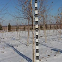 БЕРЁЗА ПЛАКУЧАЯ
