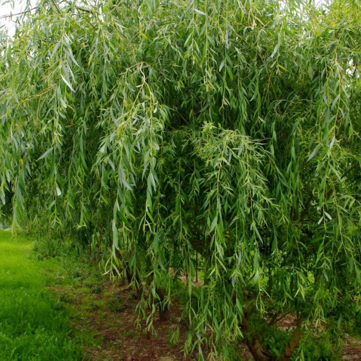 ИВА БЕЛАЯ ПЛАКУЧАЯ