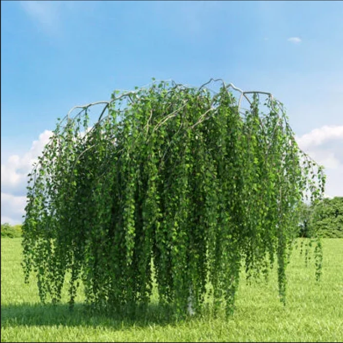 БЕРЁЗА ПЛАКУЧАЯ